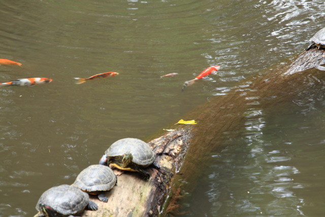 これまでの7月の見頃見所 1307027867 おとめ山公園 弁天池 新宿区下落合 thumbnail