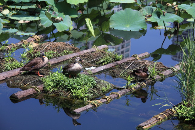 蓮・ハス・蓮華 1307098705 鴨 蓮池 不忍池 台東区上野公園 thumbnail