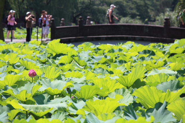 蓮・ハス・蓮華 1307098724 蓮華 蓮池 不忍池 台東区上野公園 thumbnail