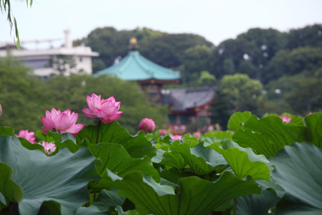 8月の上野公園 1308031193 蓮華 弁天堂 不忍池 台東区上野公園 thumbnail