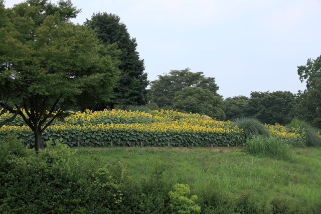 向日葵・ヒマワリ 1308082106 昭和記念公園 向日葵(ヒマワリ) 立川市 thumbnail
