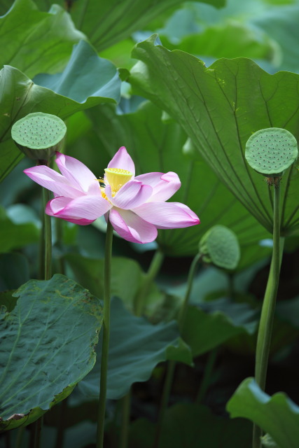 蓮・ハス・蓮華 1308132553 蓮華 不忍池 台東区上野公園 thumbnail