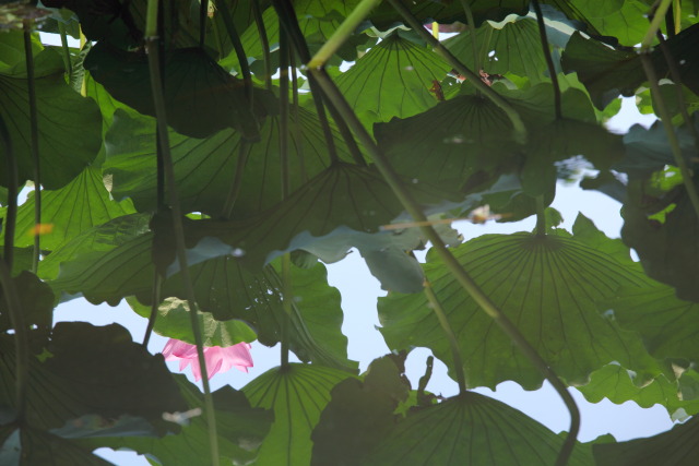 8月の上野公園 1308132578 蓮華 不忍池 台東区上野公園 photo