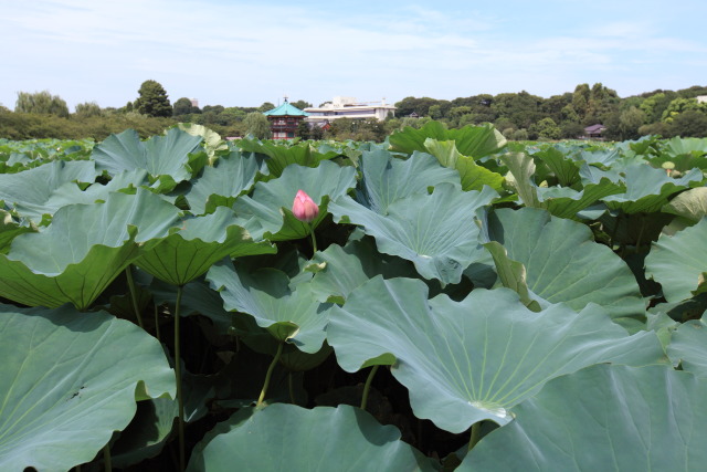 8月の上野公園 1308243497 蓮華 弁天堂 不忍池 台東区上野公園 thumbnail