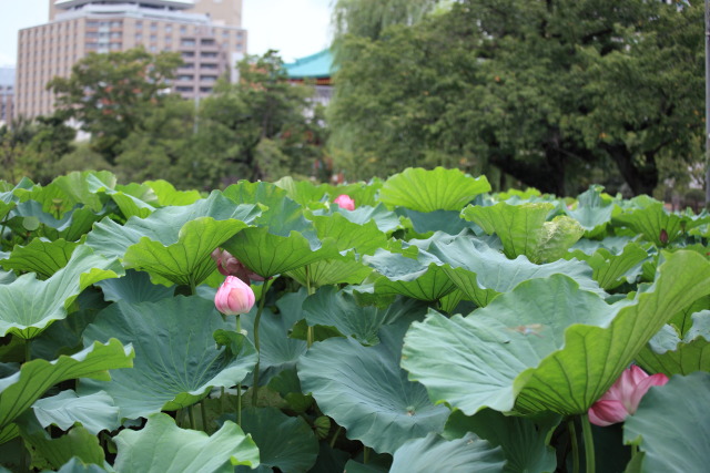 8月の上野公園 1308243562 蓮華 弁天堂 不忍池 台東区上野公園 photo