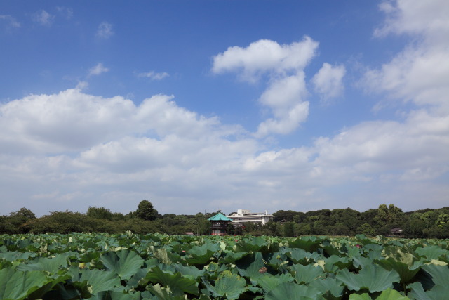 8月の上野公園 1308313742 蓮華 弁天堂 夏空 不忍池 台東区上野公園 photo