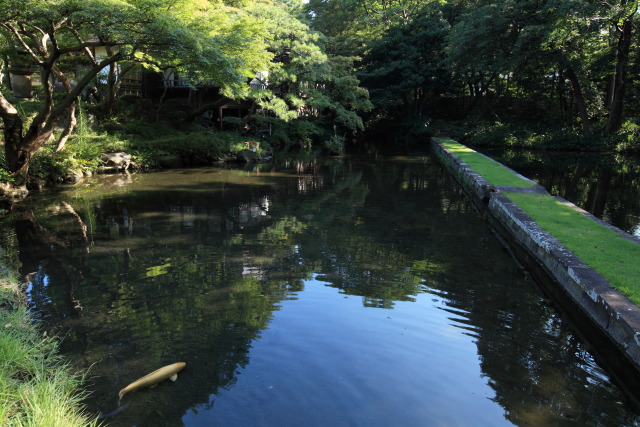 これまでの9月の見頃見所 1309124532 小石川後楽園 西湖の堤 秋空 文京区後楽 thumbnail