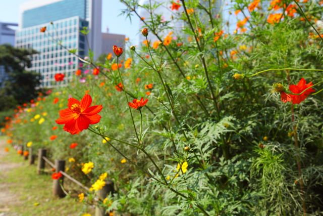 秋桜・コスモス 1309134647 浜離宮恩賜庭園 秋桜(コスモス) 中央区浜離宮庭園 thumbnail