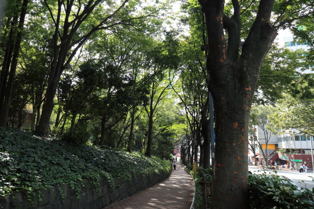 10月の新宿中央公園+近く 1310079133 北通りケヤキ並木 新宿区西新宿 photo