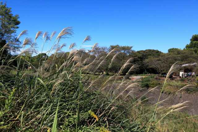 10月の昭和記念公園 1310119528 昭和記念公園 薄(ススキ) 立川市 photo