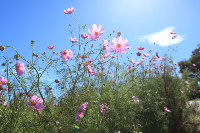 秋桜(コスモス) 1310119598 昭和記念公園 花の丘 秋桜(コスモス) センセーションミックス 立川市 thumbnail
