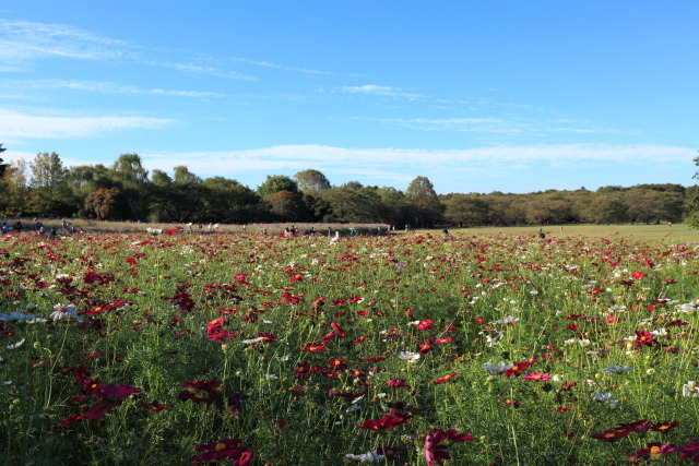 10月の昭和記念公園 1310119704 昭和記念公園 みんなの原っぱ 秋桜(コスモス) ベルサイユミックス 立川市 photo