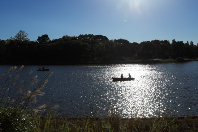 10月の昭和記念公園 1310119719 昭和記念公園 ボート 水鳥の池 立川市 photo