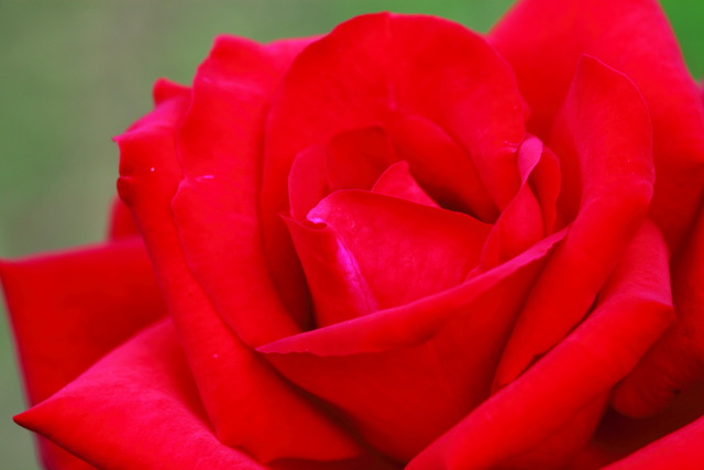 薔薇(バラ) 1310129965 代々木公園 薔薇(バラ) 熱情 渋谷区代々木 thumbnail