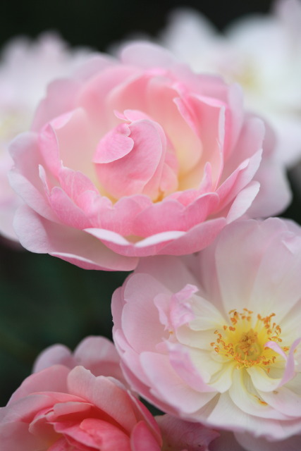 10月の神代植物公園 1310230289 神代植物公園 薔薇(バラ) JRC2011第2部金賞 調布市深大寺 photo