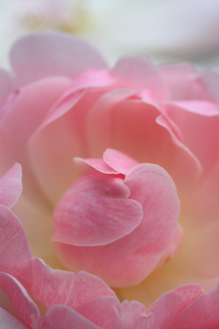 10月の神代植物公園 1310230292 神代植物公園 薔薇(バラ) JRC2011第2部金賞 調布市深大寺 thumbnail