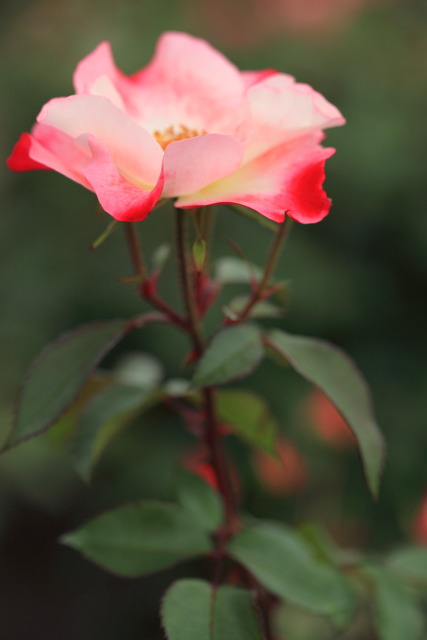 10月の神代植物公園 1310230352 神代植物公園 薔薇(バラ) 花霞(はながすみ) 調布市深大寺 photo