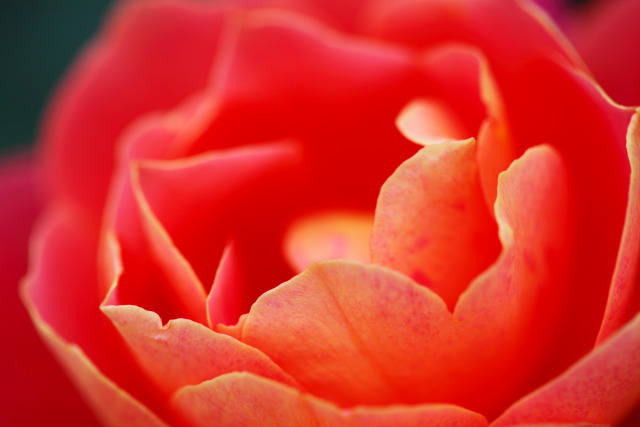 薔薇・バラ 1310230397 神代植物公園 薔薇(バラ) ファンファーレ 調布市深大寺 thumbnail