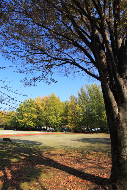11月の紅葉・黄葉 1311061431 昭和記念公園 かたらいのイチョウ並木 黄葉 立川市 thumbnail