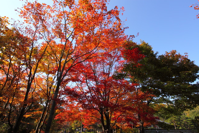 紅葉・黄葉 1311061475 昭和記念公園 日本庭園 紅葉 立川市 thumbnail