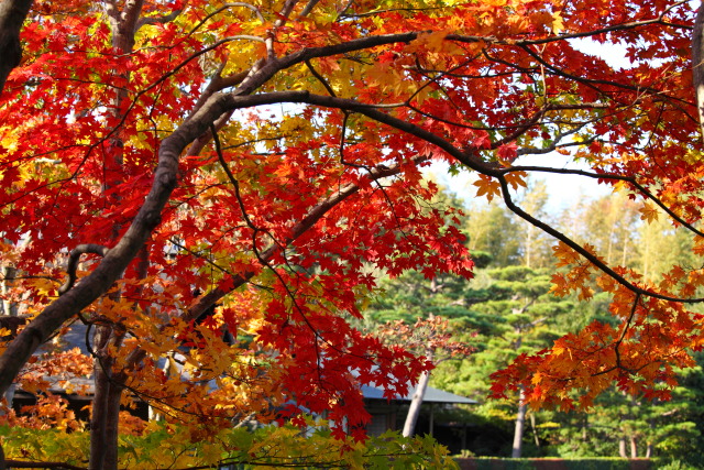 紅葉 1311061575 昭和記念公園 日本庭園 紅葉 立川市 thumbnail