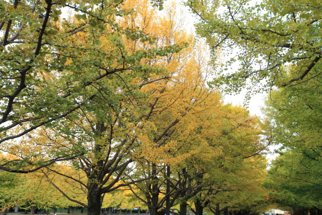 銀杏 1311061741 昭和記念公園 カナール 銀杏(イチョウ) 立川市 thumbnail