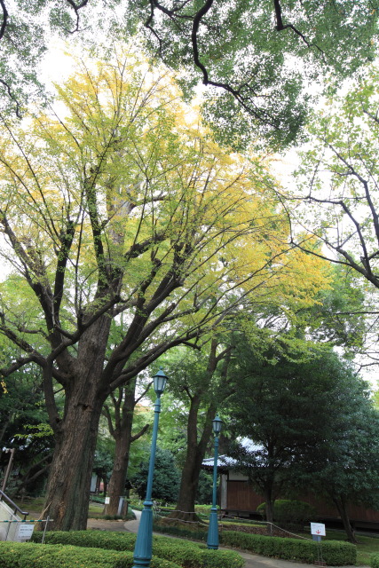 銀杏 1311091850 東京国立博物館 銀杏(イチョウ) 庭園 台東区上野公園 thumbnail