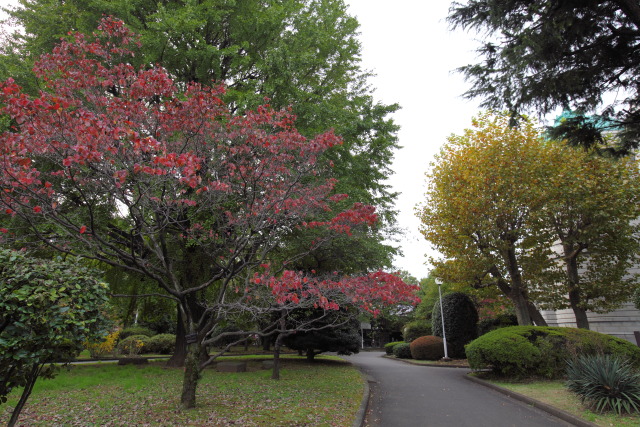 紅葉・銀杏 1311091864 東京国立博物館 花水木(ハナミズキ)の紅葉 台東区上野公園 thumbnail