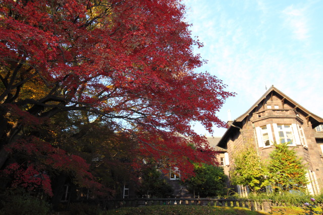 紅葉 1311223450 旧古河庭園 紅葉 洋館 北区西ヶ原 thumbnail