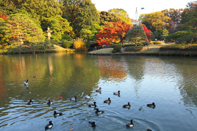 11月の六義園 1311223463 六義園 紅葉 金黒羽白(キンクロハジロ) 文京区本駒込 thumbnail