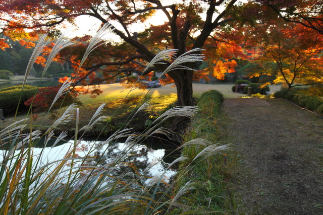 11月の六義園 1311223475 六義園 紅葉 薄(ススキ) 文京区本駒込 photo
