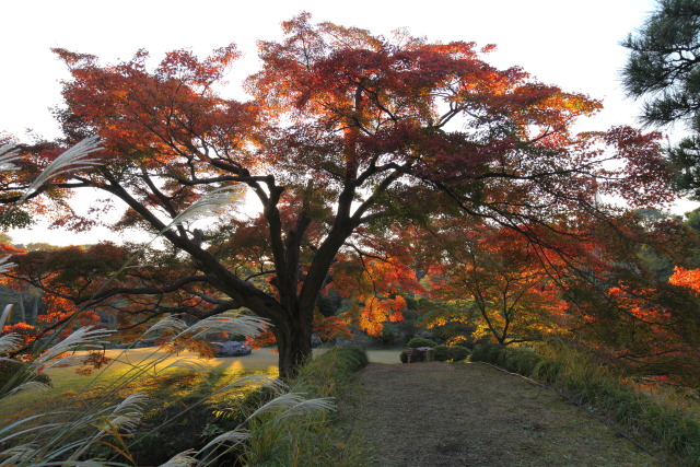 11月の紅葉・黄葉 1311223478 六義園 紅葉 薄(ススキ) 文京区本駒込 thumbnail