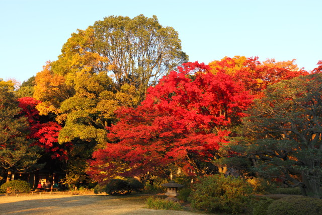 11月の六義園 1311223489 六義園 紅葉 文京区本駒込 thumbnail