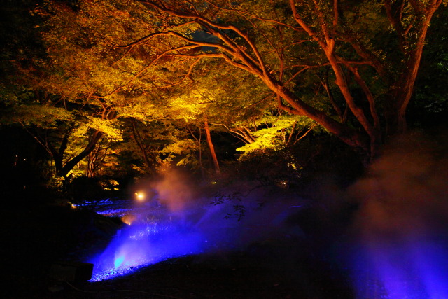 11月の六義園 1311223545 六義園 ライトアップ 紅葉 文京区本駒込 photo