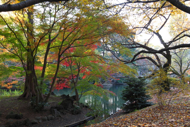 新宿御苑 1311243672 下の池 新宿御苑 楓(カエデ) 紅葉 新宿区 thumbnail