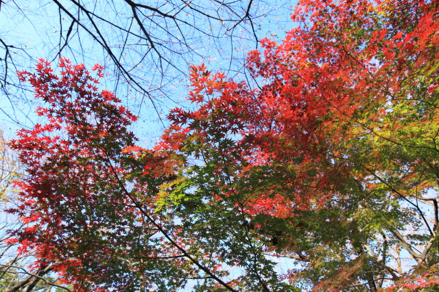 11月 新宿の見頃見所 1311294392 戸山公園 箱根山地区 紅葉 楓(カエデ) 新宿区戸山 thumbnail