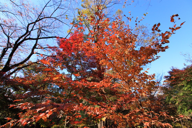 紅葉・黄葉 1311294402 戸山公園 箱根山地区 紅葉 楓(カエデ) 新宿区戸山 thumbnail