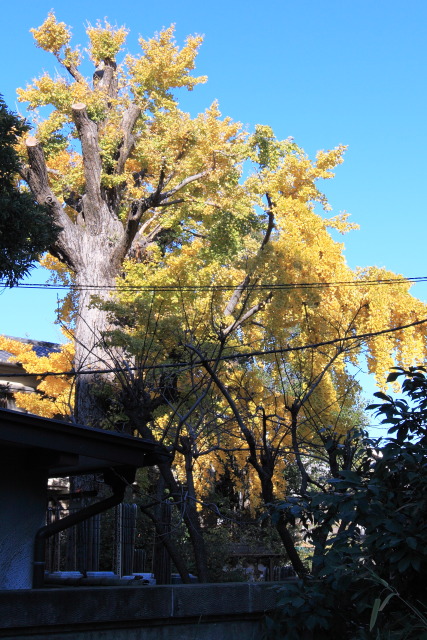 紅葉・銀杏 1311294534 幸国寺 銀杏の黄葉 新宿区原町 牛込 thumbnail
