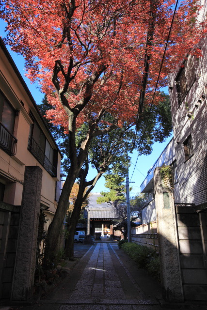 11月 新宿の見頃見所 1311294538 幸国寺 門前の椛(モミジ)の紅葉 新宿区原町 牛込 thumbnail