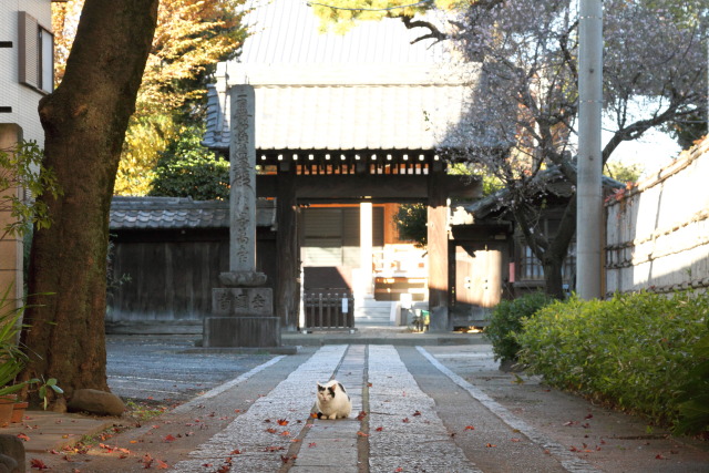11月 新宿の見頃見所 1311297381 白黒猫 新宿区原町 牛込 幸国寺 thumbnail