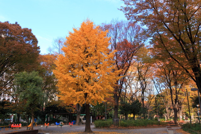 銀杏 131130MP4808 新宿中央公園 銀杏 遊具 新宿区西新宿 thumbnail