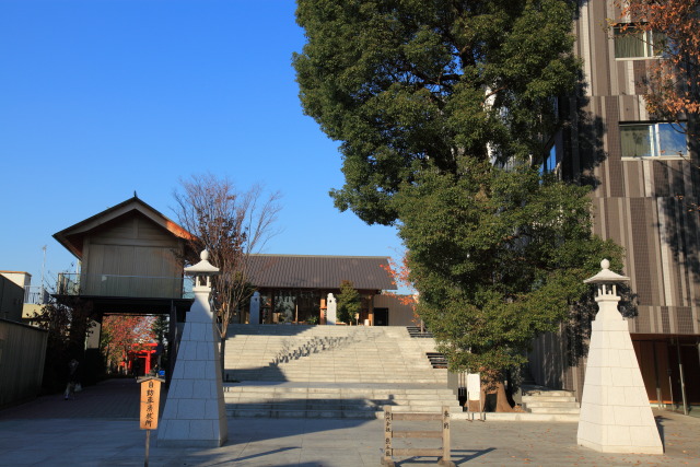 12月 新宿の見頃見所 1312036215 神楽坂 赤城神社 楠(クスノキ) 新宿区 thumbnail