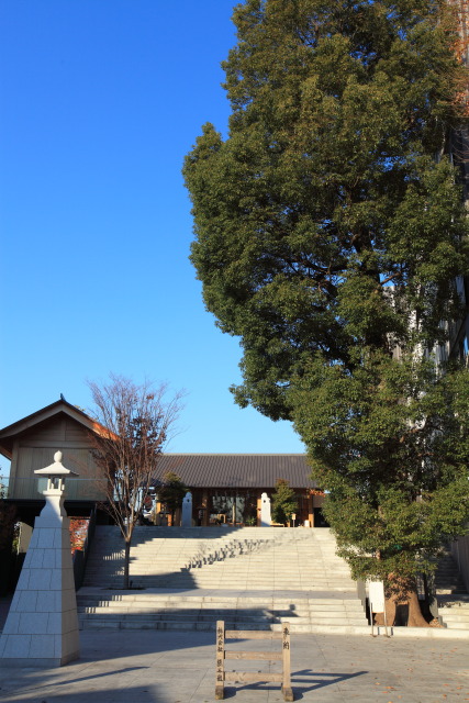 12月 新宿の見頃見所 1312036218 神楽坂 赤城神社 楠(クスノキ) 新宿区 thumbnail