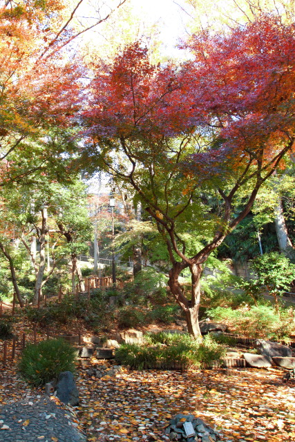 12月 新宿の見頃見所 131203MP5866 下落合野鳥の森公園 新宿区下落合 thumbnail