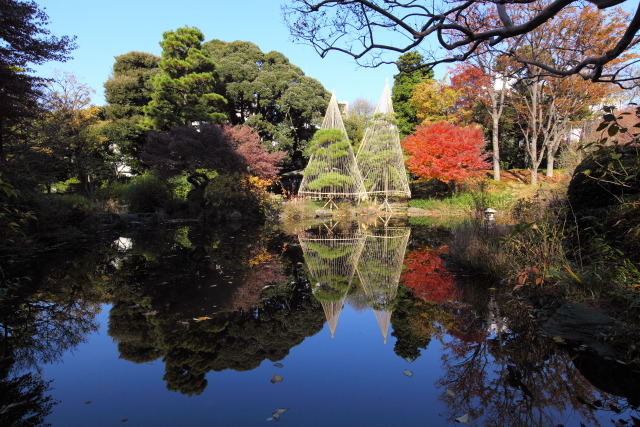 12月 新宿の見頃見所 131203MP6163 甘泉園公園 紅葉 雪吊り 新宿区西早稲田 thumbnail