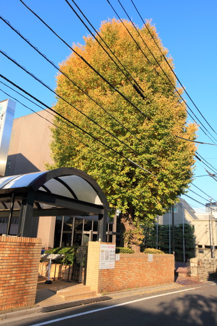 12月 新宿の見頃見所 131203MP6248 神楽坂 日本出版クラブのイチョウ 新宿区 thumbnail