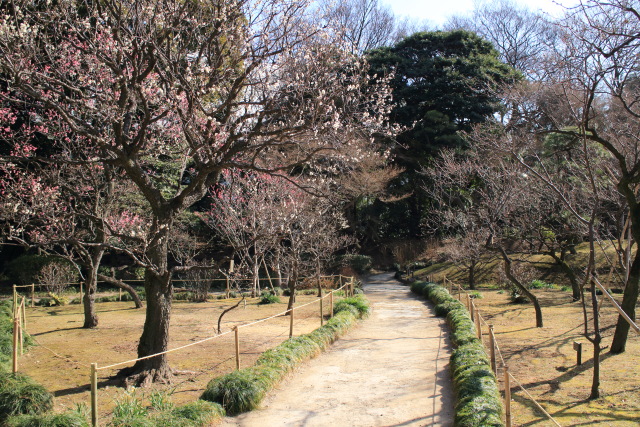 これまでの1月の見頃見所 1401280136 小石川後楽園 冬至 白梅 文京区後楽 thumbnail