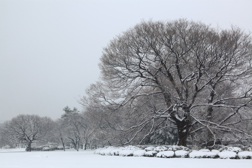 2月の新宿御苑 1402148439 新宿御苑 雪景色 新宿区内藤 thumbnail