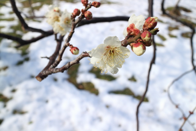 梅・蝋梅 1402181034 皇居東御苑 白加賀 白梅 残雪 千代田区千代田 thumbnail