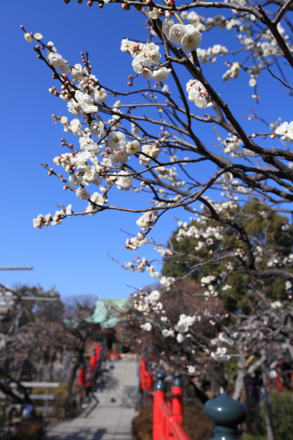 2月の亀戸天神+亀戸香取神社+小村井香取神社 1402188832 亀戸天神 冬至 白梅 欄干 江東区亀戸 thumbnail